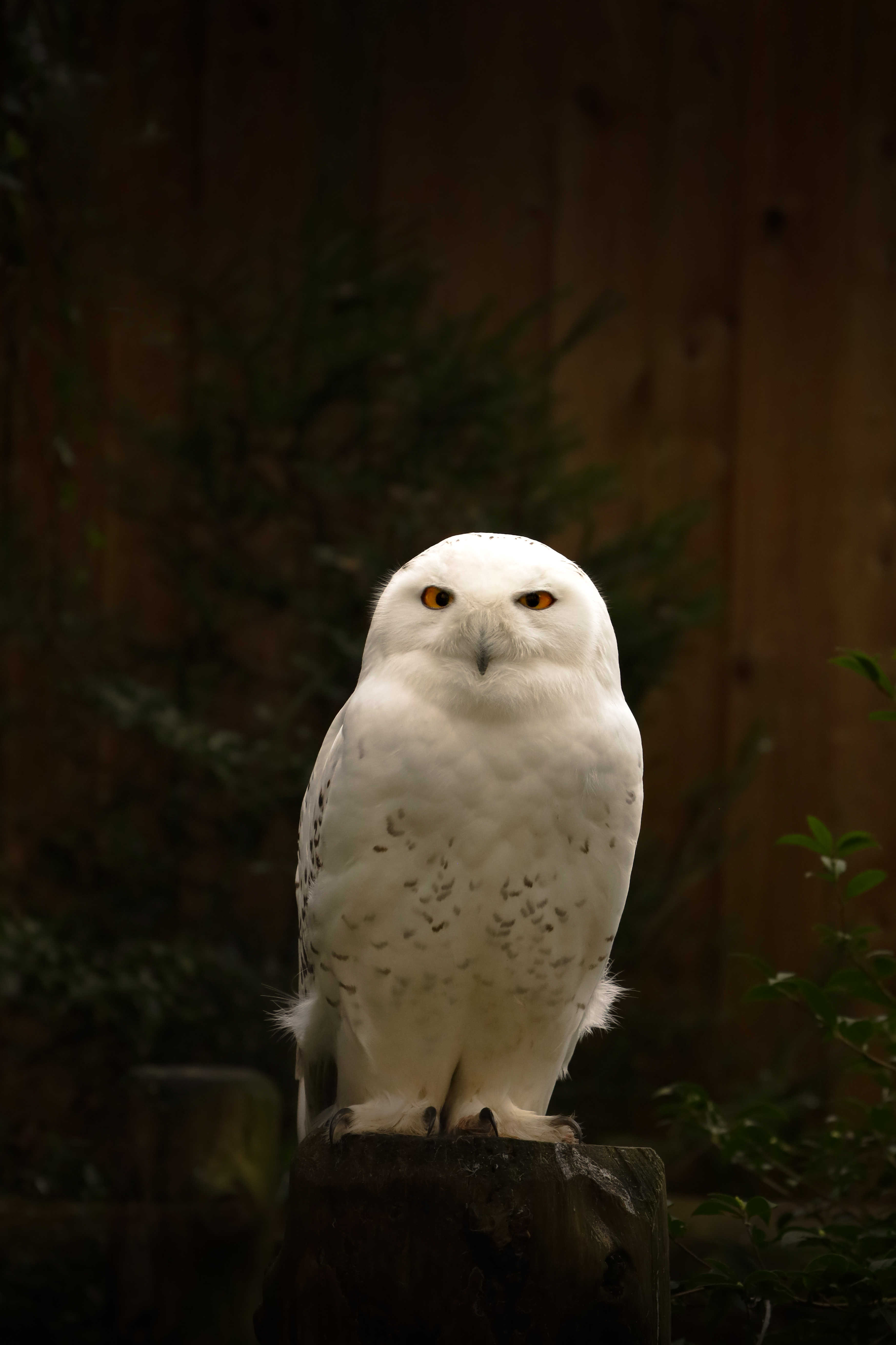 IMG_0518 2.jpeg